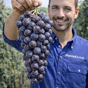 Butași Viță de Vie „Napoca” – Rădăcină Ambalată