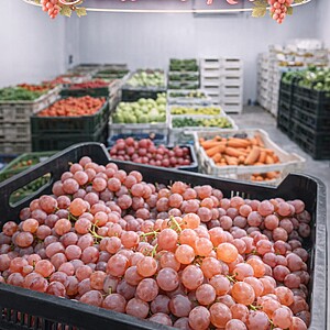 Butași Vita de Vie „Chasselas Rosé” – Radacina Ambalata