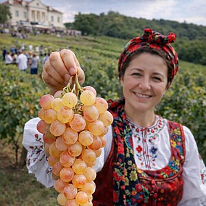 Butași Vita de Vie „Perla de Zala” – Radacina Ambalata