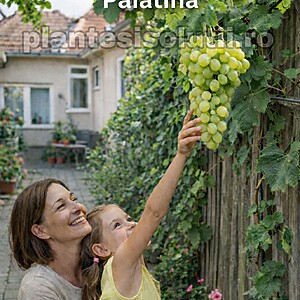 Butași Vita de Vie „Palatina” – Radacina Ambalata