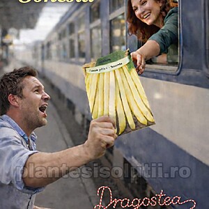 Fasole fideluta Pitică Sonesta 100 gr