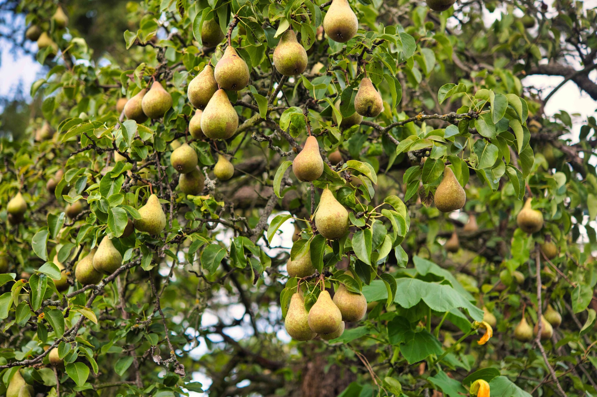 bartlett-pear-tree-growing-guide-5211022_04-7703e95172b04952a53096f1b23b004e