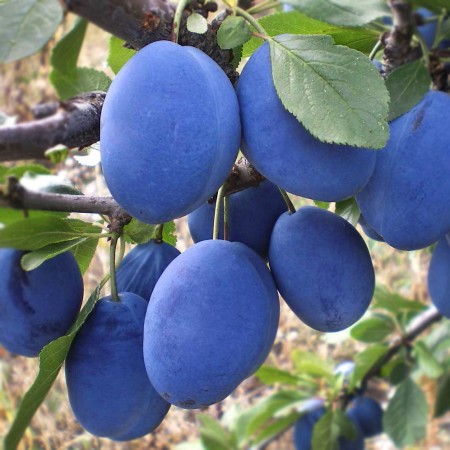 prun-silvia-450x450_0