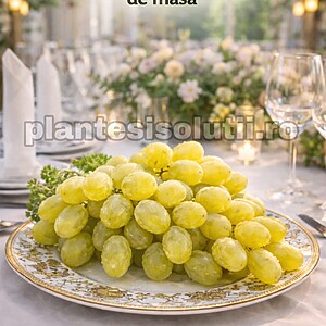 Butași Vita de Vie „Sultanina” – Radacina Ambalata