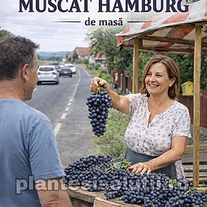 Butasi Vita  de Vie „Muscat Hamburg” – Radacina Ambalata