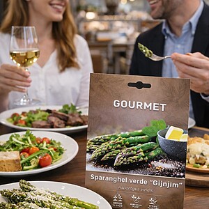 Stolon Sparanghel verde “Gijnjim” – 1 Bucata