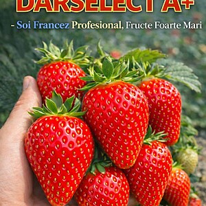 Stoloni de Capsuni Darselect A+ – soi profesional cu fructe foarte mari