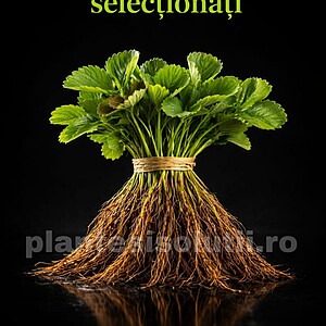 Stoloni de Căpșuni Selecționați – Soiuri Profesionale pentru Culturi Productive