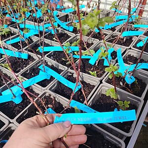 ZMEUR NEGRU-BLACK JEWEL LA GHIVECI