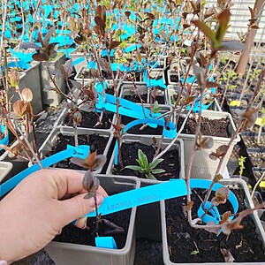 ARONIA NERO LA GHIVECI