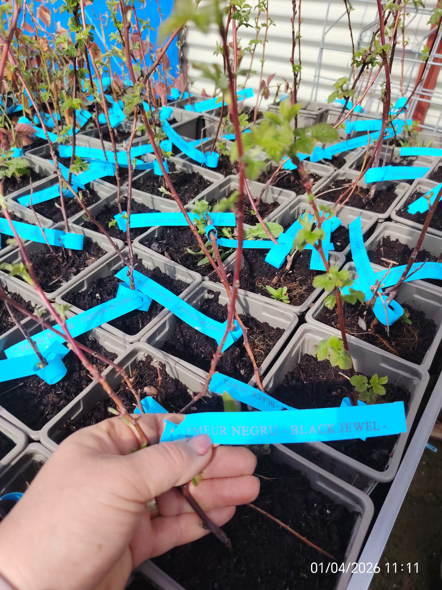 WhatsApp Image 2026-04-01 at 12.37.46