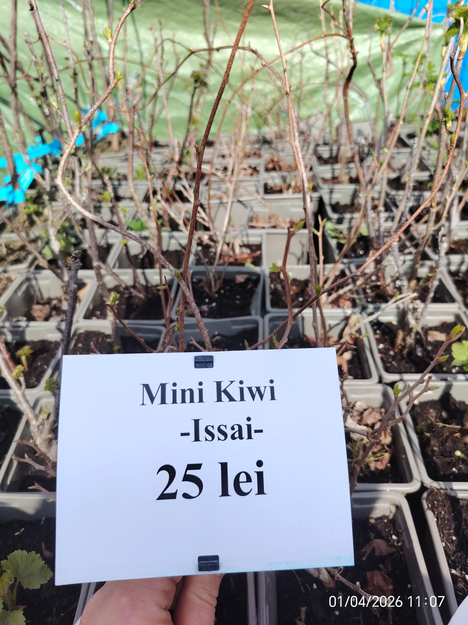 WhatsApp Image 2026-04-01 at 12.37.47 (11)