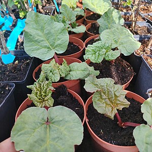 Rubarbă (Rheum rhabarbarum) LA GHIVECI
