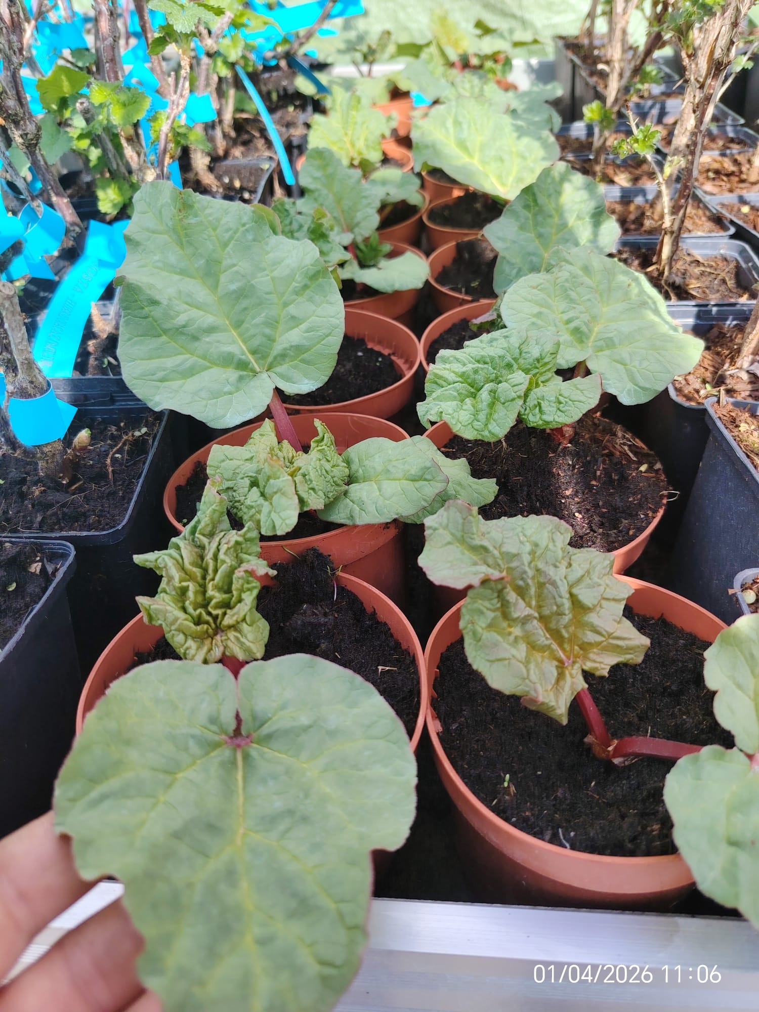 WhatsApp Image 2026-04-01 at 12.37.47 (15)