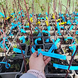 ZMEUR VIOLET-GLEN COE-FARA SPINI   LA GHIVECI