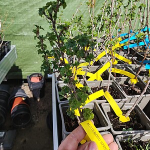 AGRIS ROSU-SPINE FREE(FARA TEPI)  LA GHIVECI