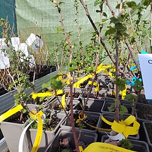 COACAZ NEGRU TITANIA LA GHIVECI