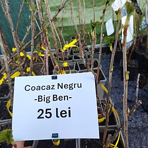 COACAZ NEGRU-BIG BEN LA GHIVECI