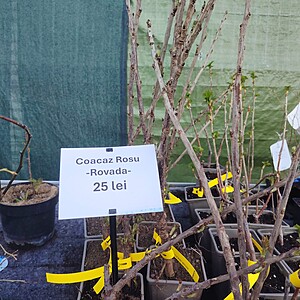 COACAZ ROSU -ROVADA LA GHIVECI