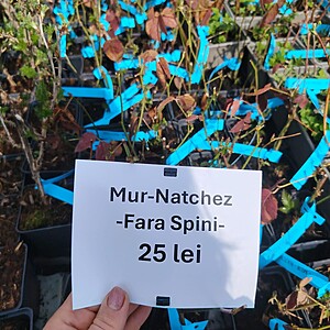 MUR NATCHEZ-FARA SPINI LA GHIVECI