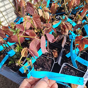 MUR-OUACHITA LA GHIVECI