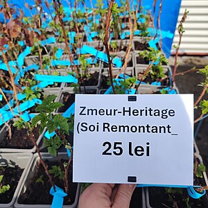 ZMEUR HERITAGE-SOI REMONTANT LA GHIVECI