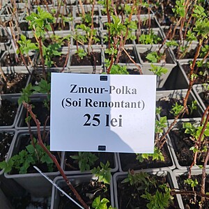 ZMEUR POLKA-SOI REMONTANT LA GHIVECI