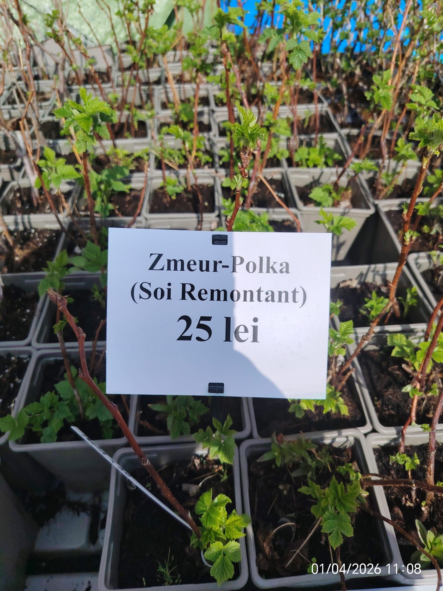 WhatsApp Image 2026-04-01 at 12.37.47 (7)