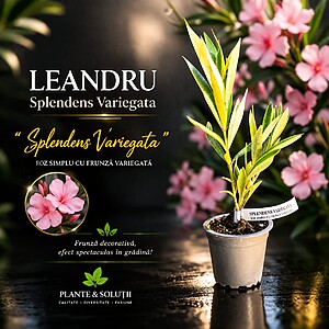 Leandru „Splendens Variegata”  roz , frunza variegata - la ghiveci