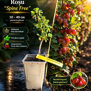 Agris rosu „Spine Free” - la ghiveci