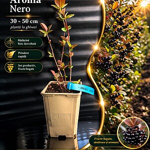 Aronia „Nero” - la ghiveci