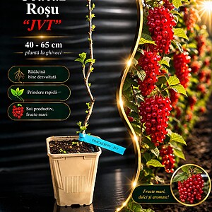 Coacăz roșu „JVT” - soi rar - la ghiveci