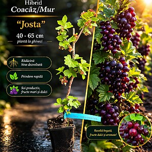 Josta – hibrid coacăz/mur - soi RAR - la ghiveci