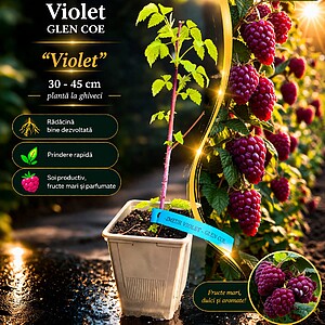 Zmeur violet/mov „Glen Coe” - soi RAR - la ghiveci