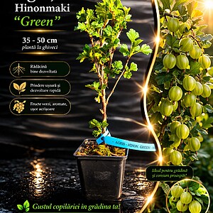 Agriș Hinnonmaki Green/ verde - soi Rar - la ghiveci