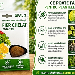 Fier Chelat EDTA 13% – fertilizant pentru corectarea carentei de fier!
